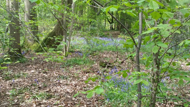Some binaural woodland ambience