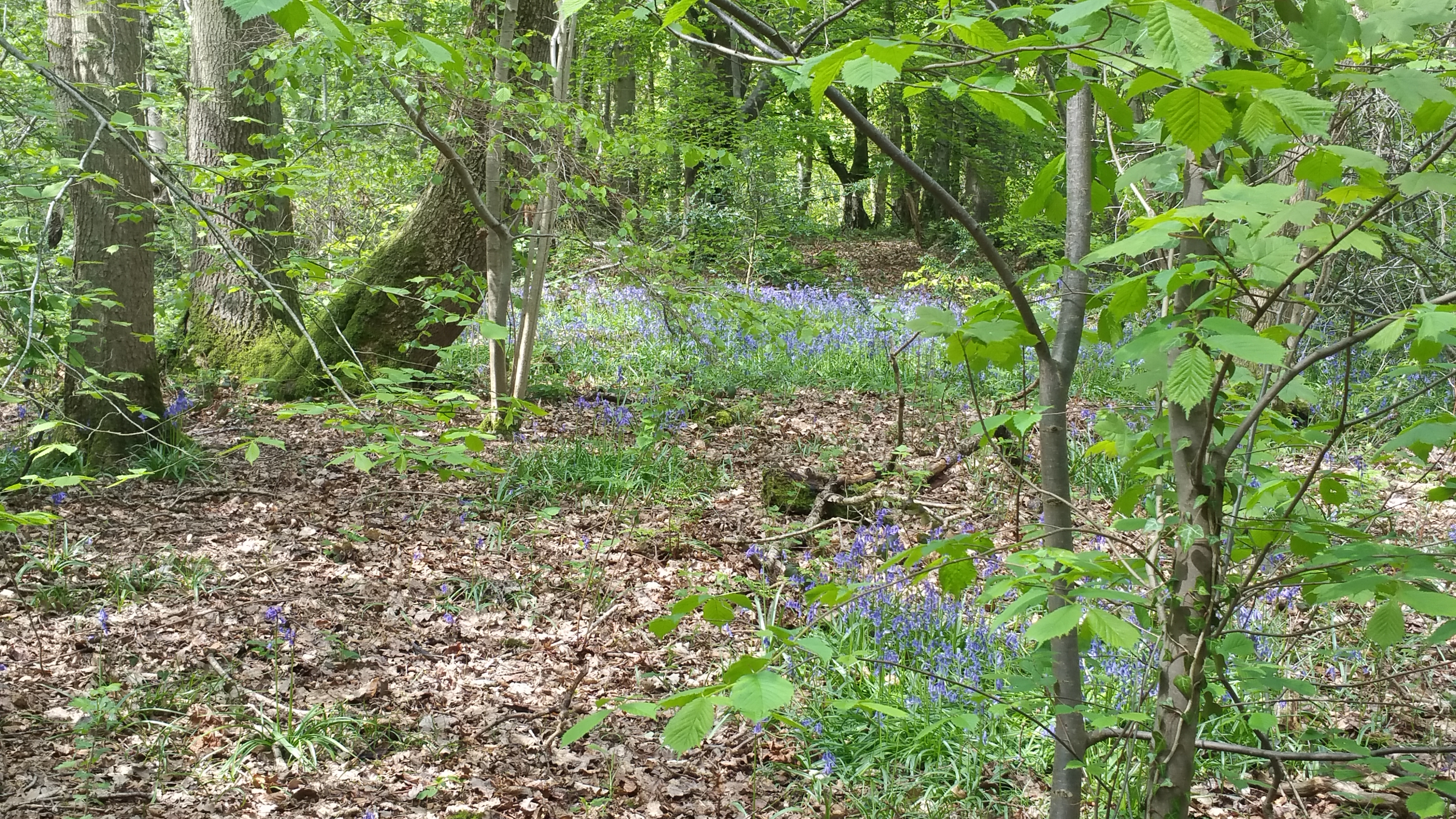 Some binaural woodland ambience